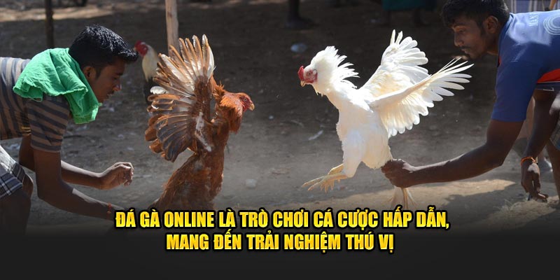 Đá gà online là trò chơi cá cược hấp dẫn, mang đến trải nghiệm thú vị 