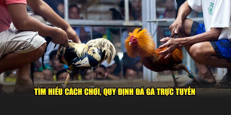 Tìm hiểu cách chơi, quy định đá gà trực tuyến