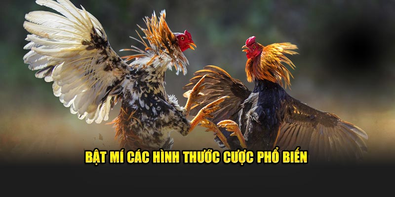 Bật mí các hình thước cược phổ biến