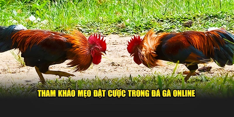 Tham khảo mẹo đặt cược trong Đá gà online